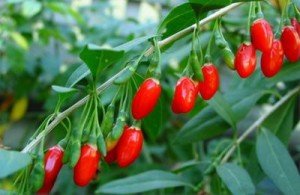 bacche-goji.jpg