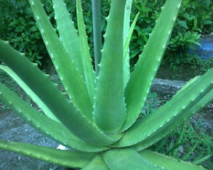 Aloe-Vera