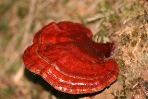 reishi1