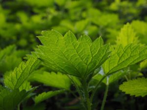 small-nettle-766130_640